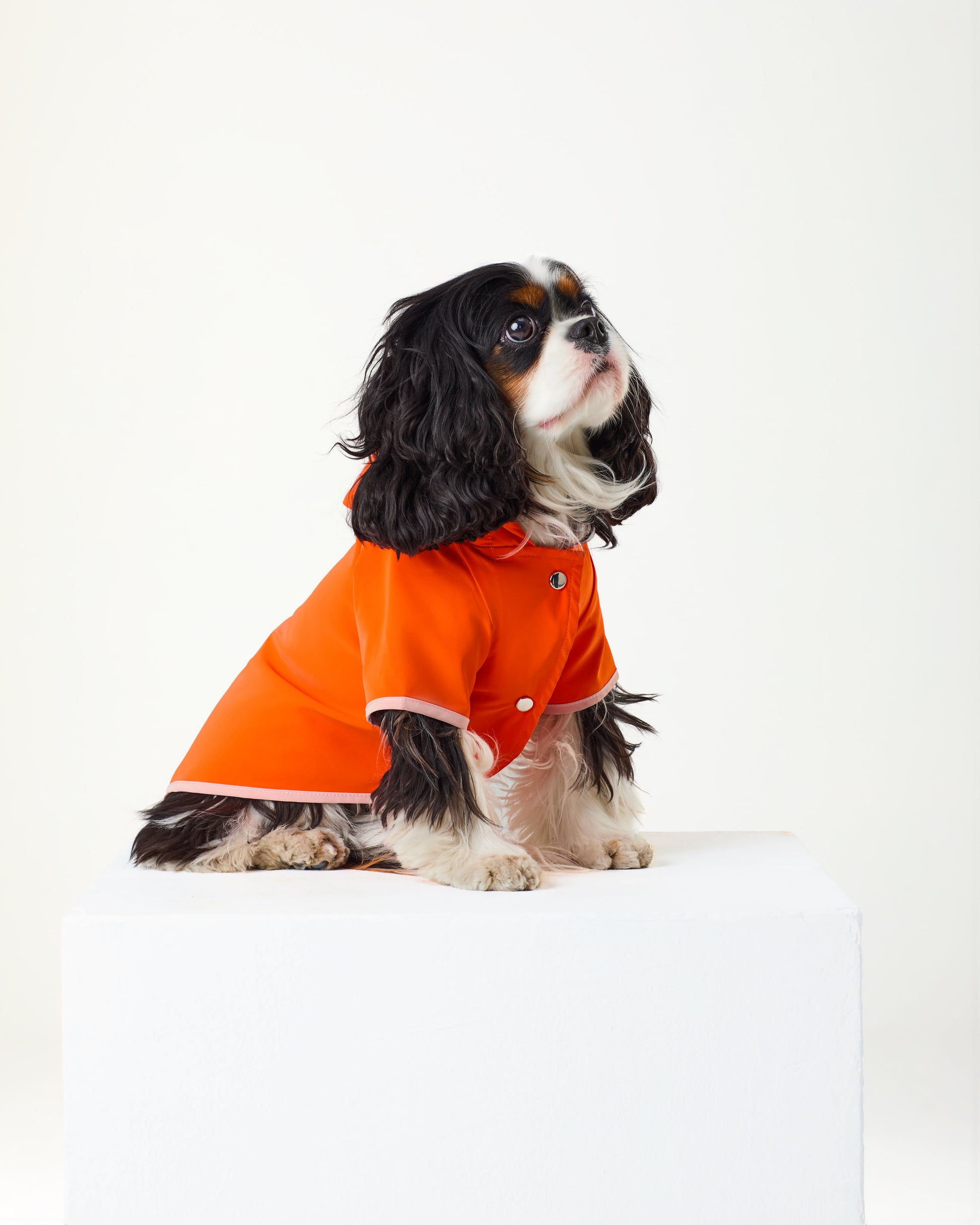 Dog wearing an orange coat on a white background