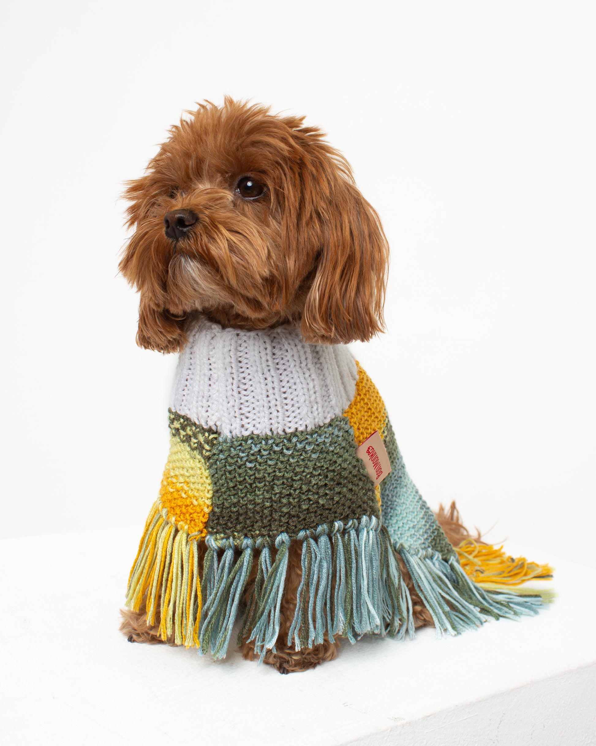 Dog wearing a colorful knitted poncho with fringes on a white background