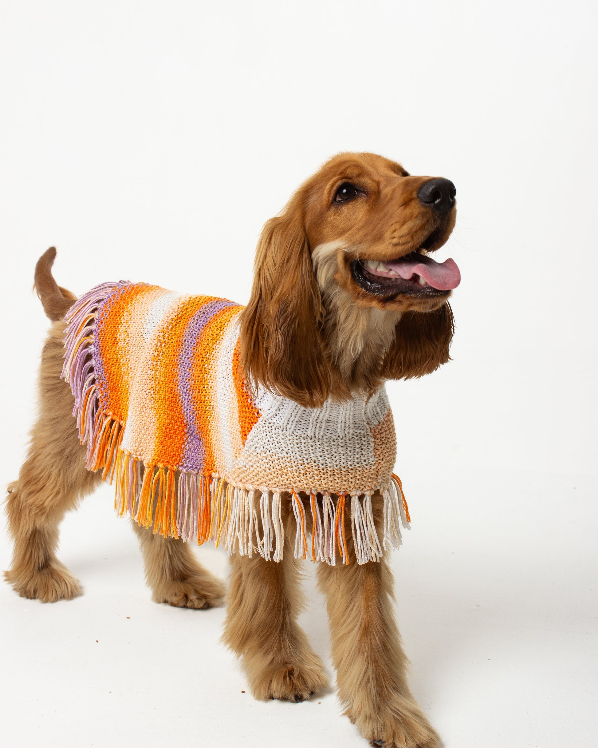 Sunset Dog Poncho