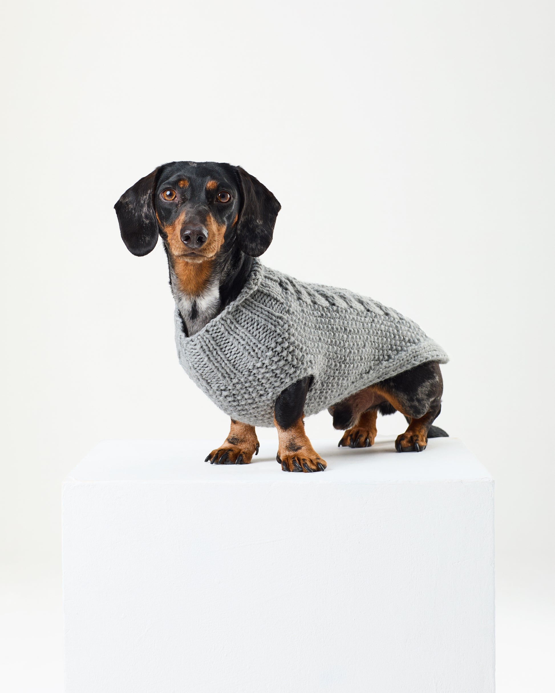 Small dog wearing a gray knitted sweater on a white background