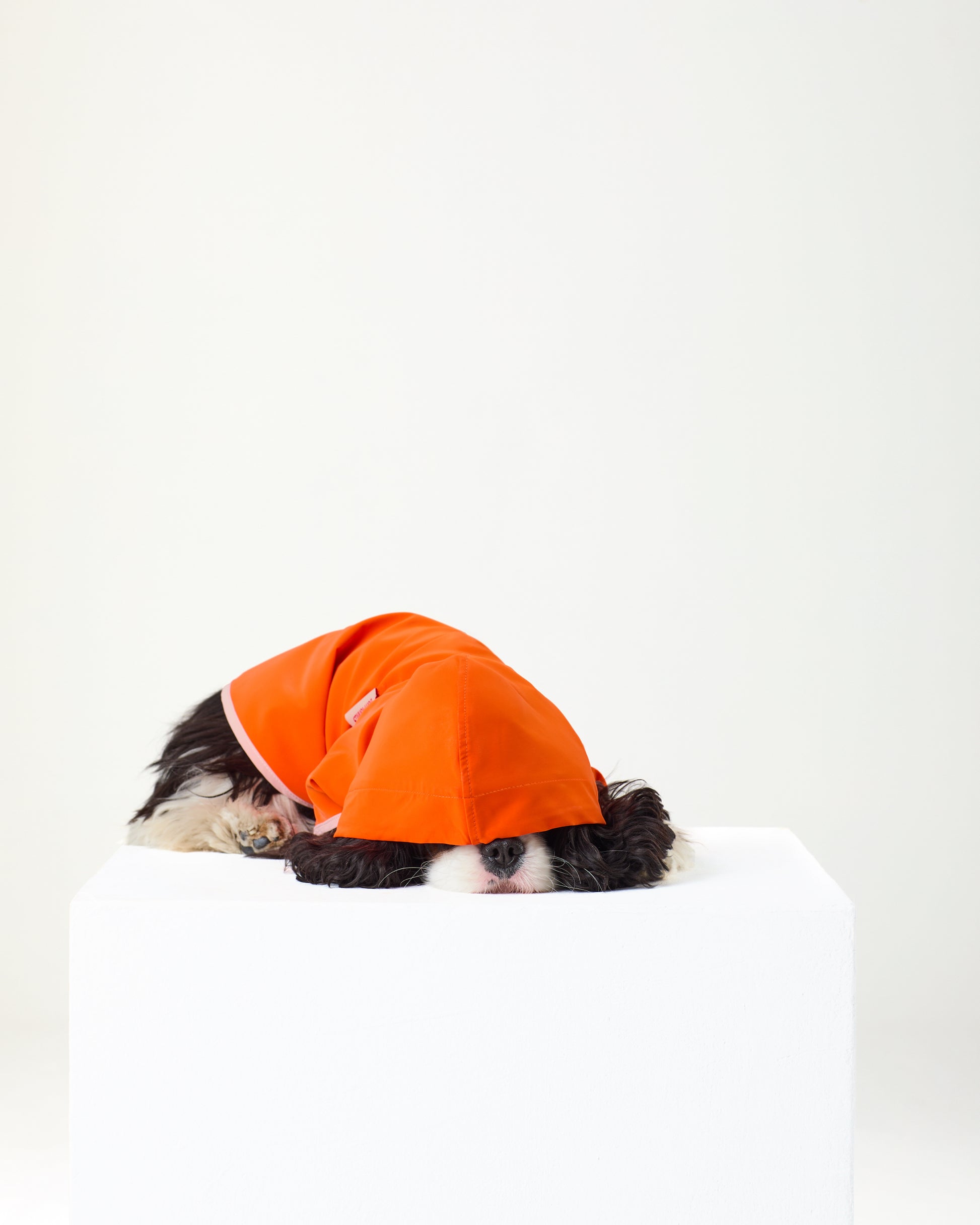 Dog wearing an orange hooded raincoat on a white background