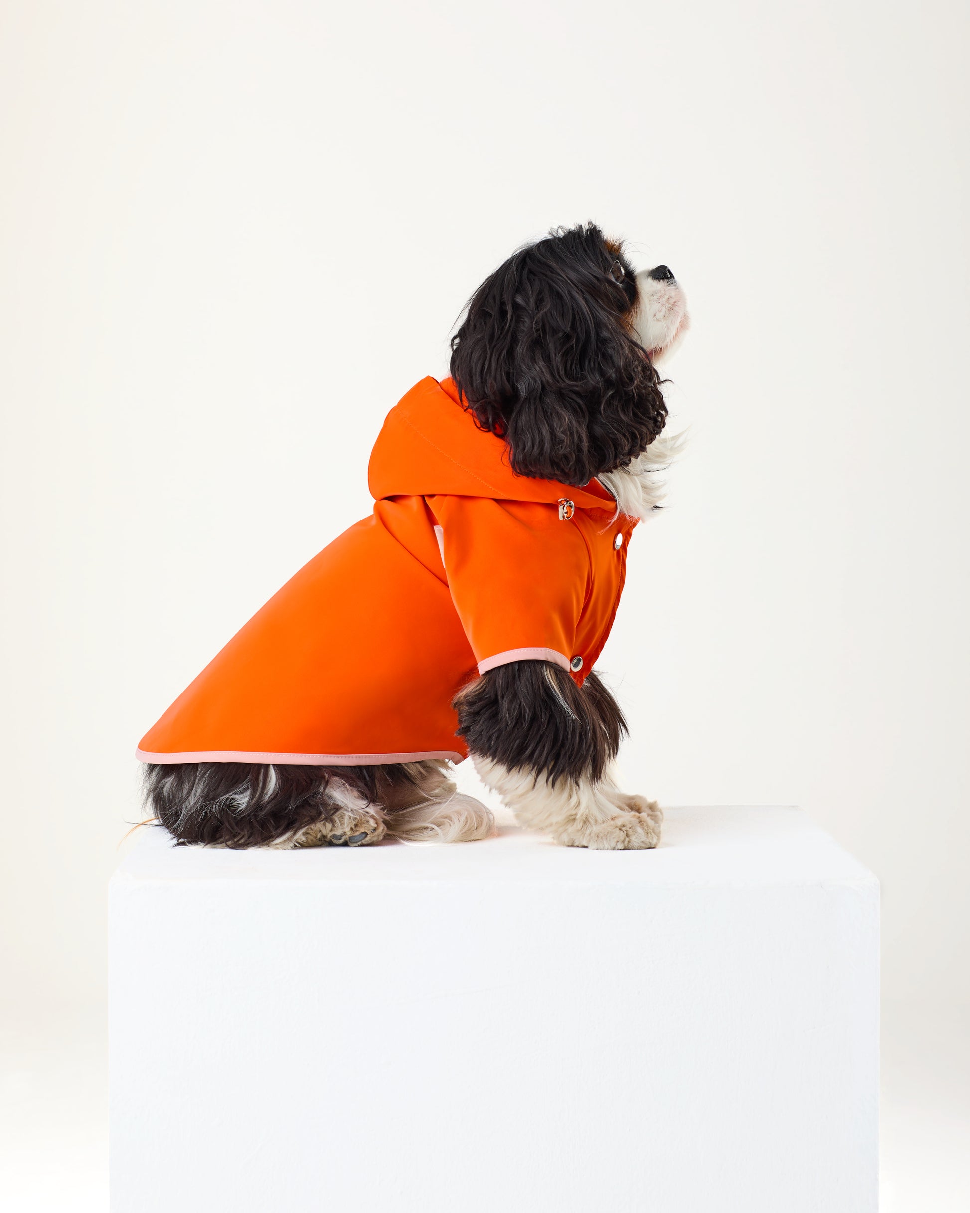 Dog wearing an orange coat on a white background