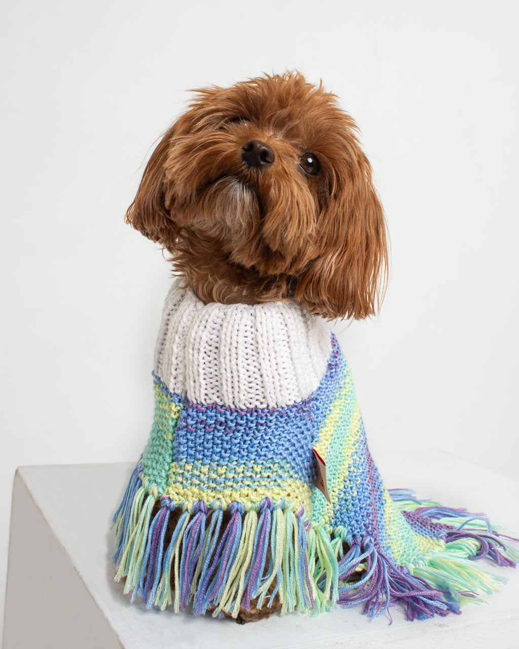 Dog wearing a colorful knitted sweater with fringes on a white background