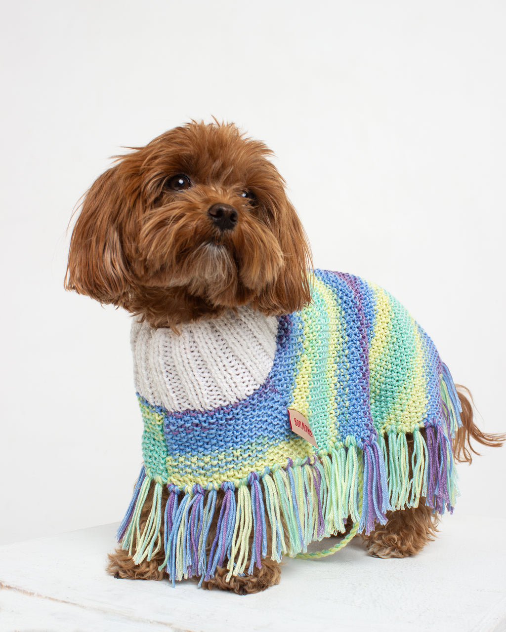 toy poodle wearing a colorful striped poncho with fringes on a white background