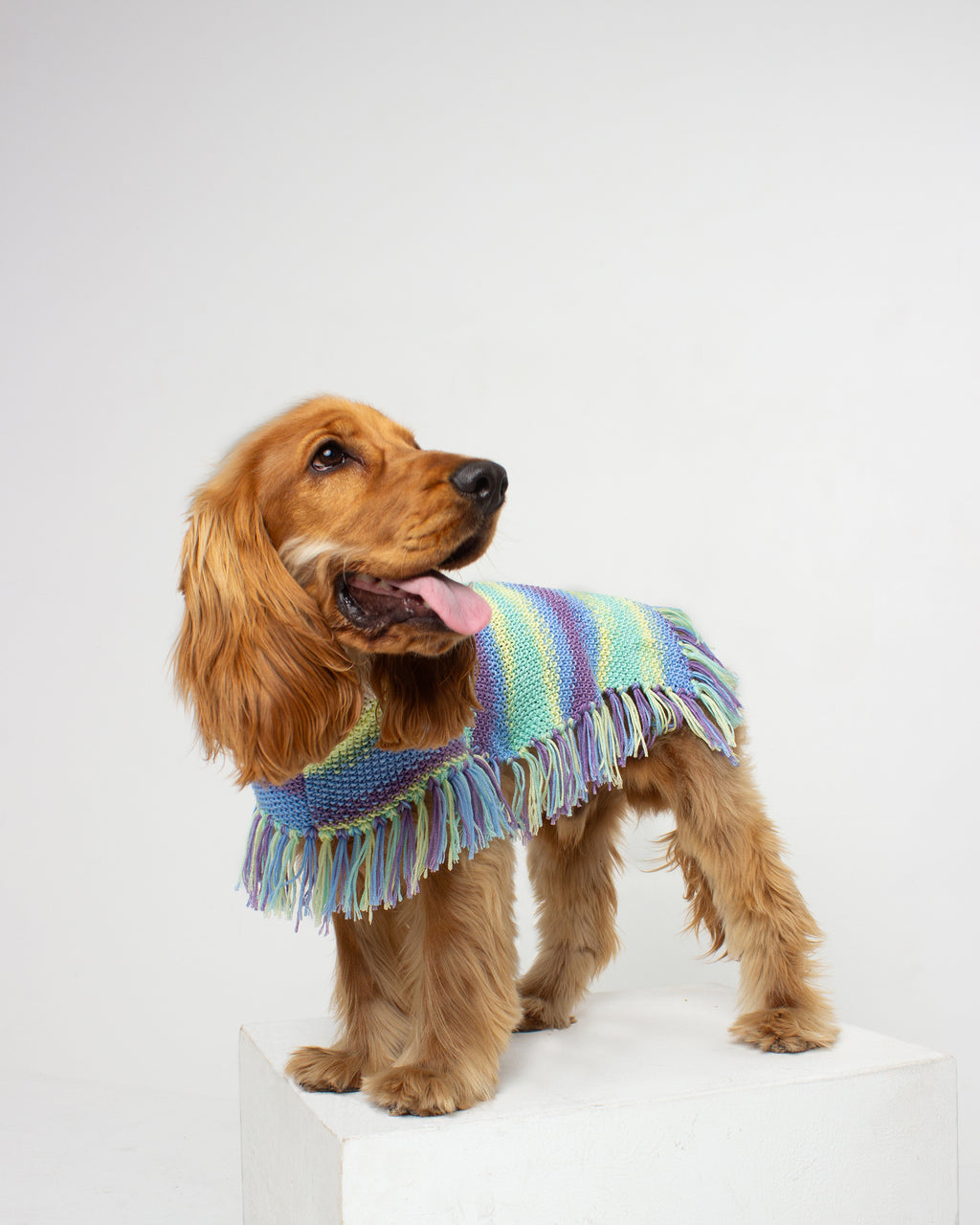 Dog wearing a colorful knitted poncho on a white background
