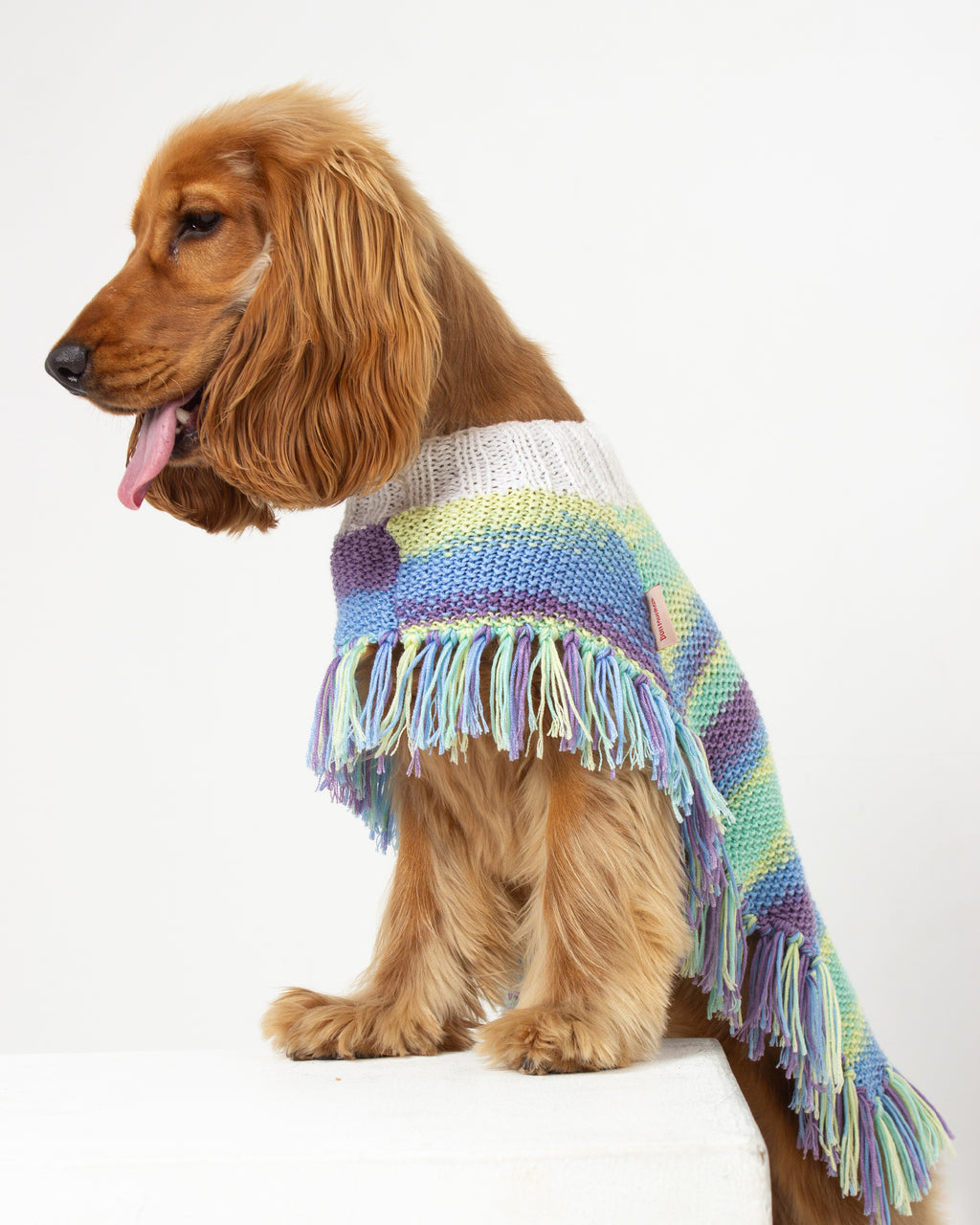 dog wearing a multicolor poncho 
