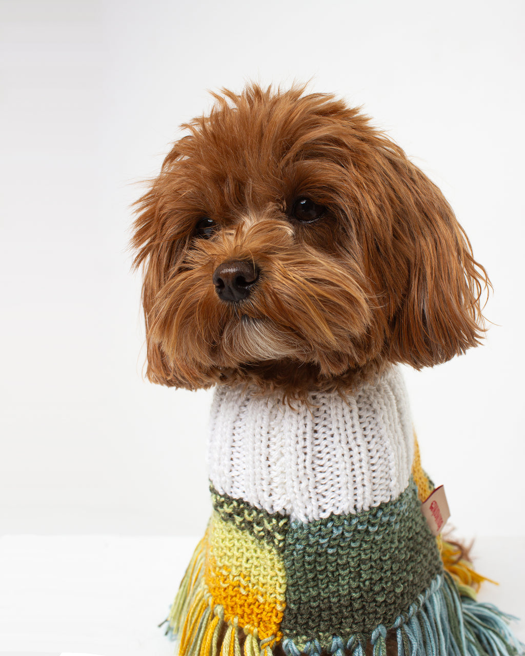 Small dog wearing a colorful knitted poncho on a white background
