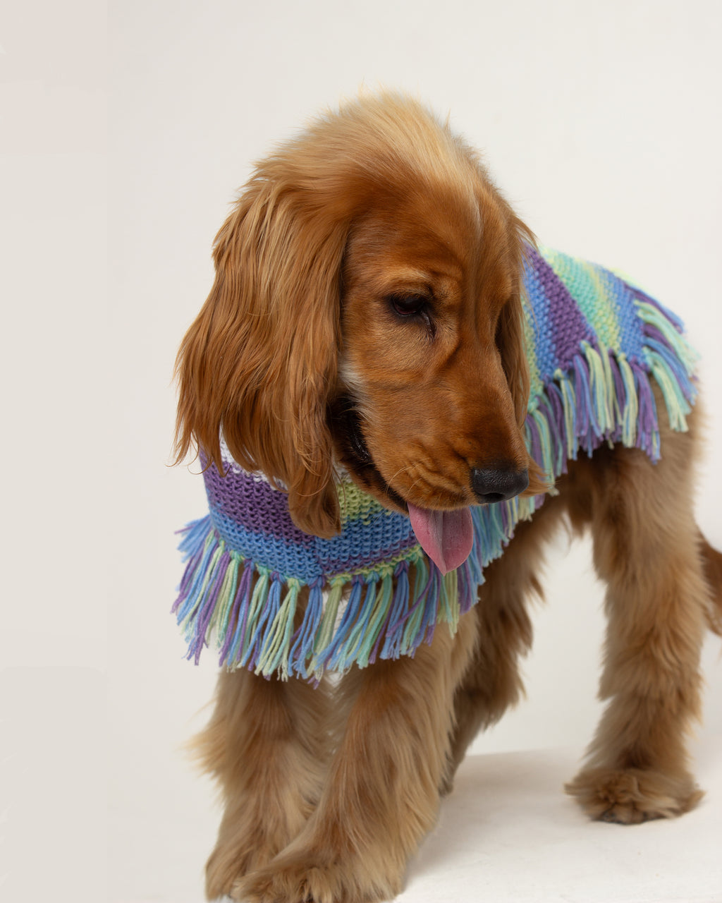 Dog wearing a colorful handmade poncho with fringes