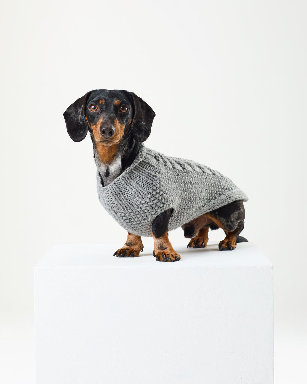 Small dog wearing a gray knitted sweater on a white background
