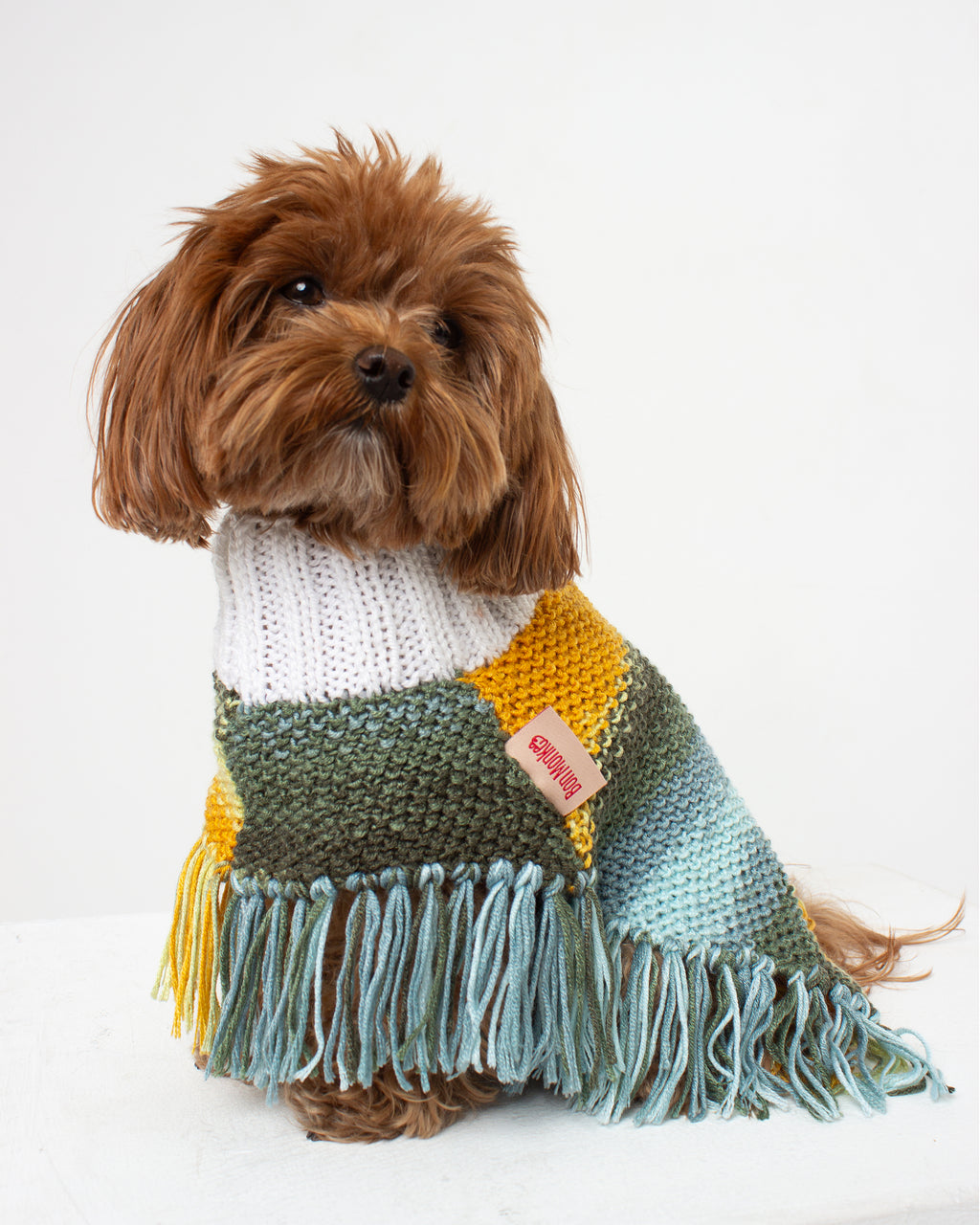 Dog wearing a colorful knitted poncho with fringes on a white background