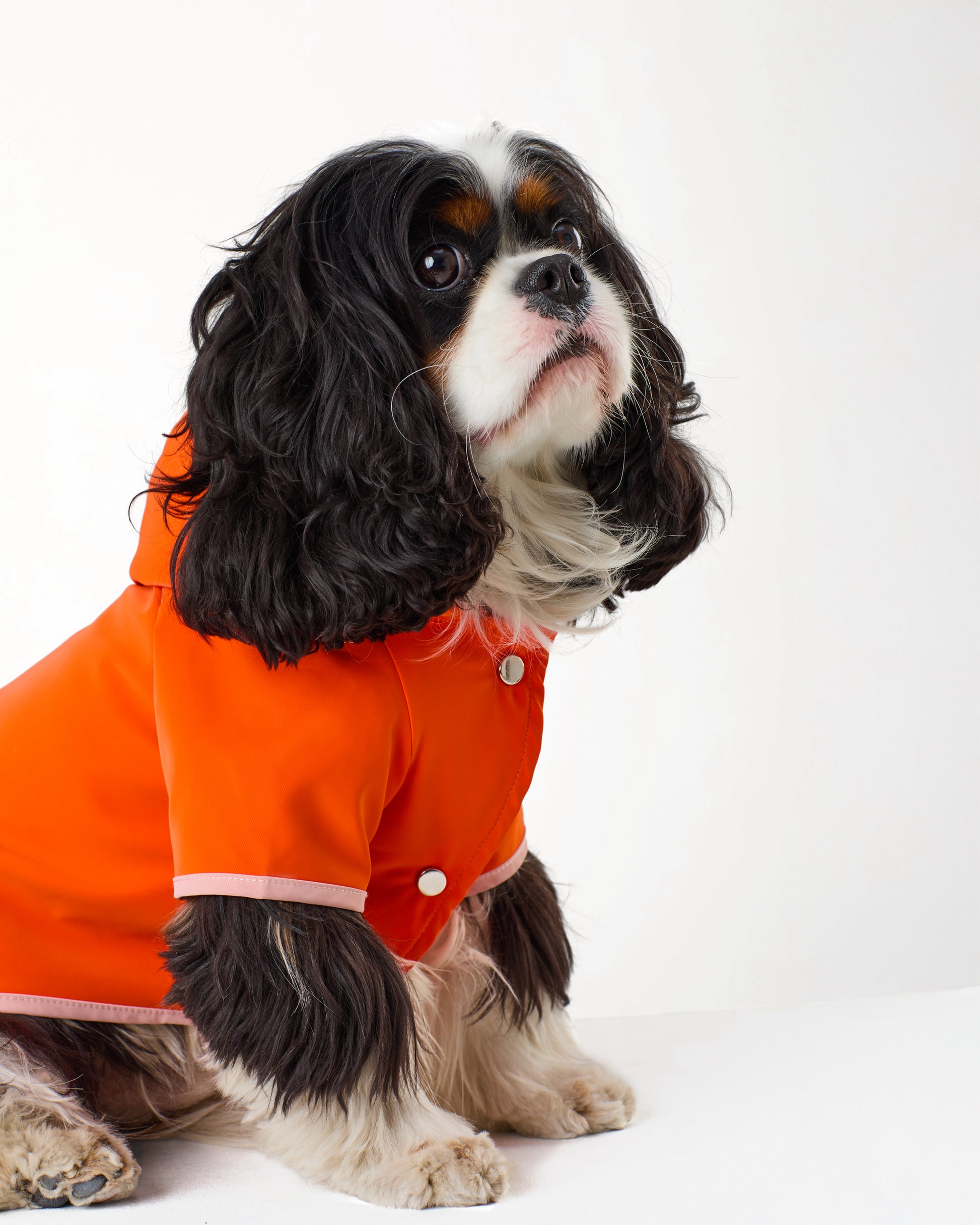 king spaniel wearing an orange coat on a white background